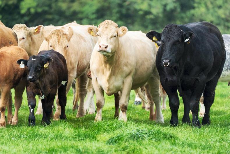 Quality cows on offer in Roscommon mart dispersal sale Quality cows on offer in Roscommon mart dispersal sale