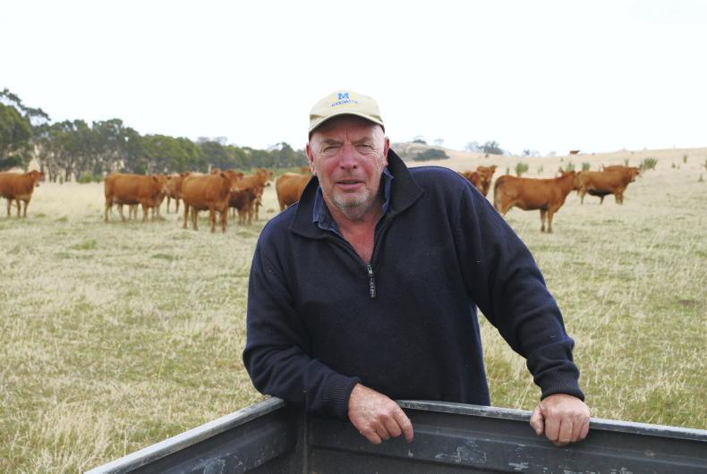 ‘Yield like hell’: how an Irish man built the finest Limousin herd in Australia ‘Yield like hell’: how an Irish man built the finest Limousin herd in Australia