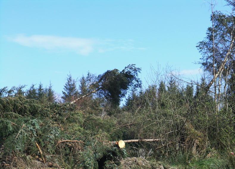 New forest planting falls 22% as industry says funding is not the main problem New forest planting falls 22% as industry says funding is not the main problem