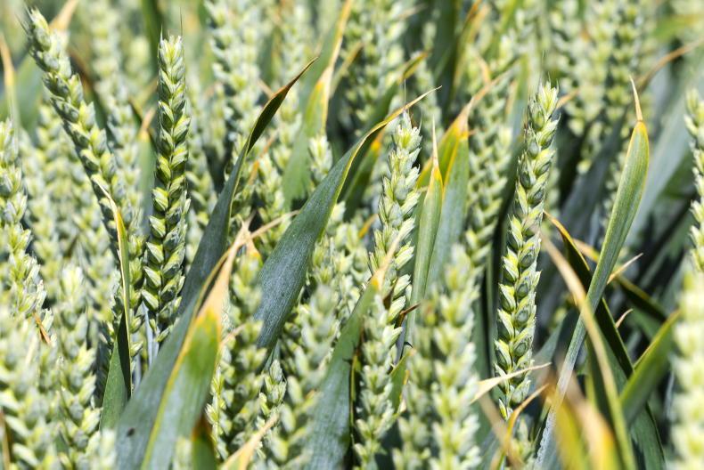 New handheld scanner provides in-field leaf-nutrient analysis New handheld scanner provides in-field leaf-nutrient analysis