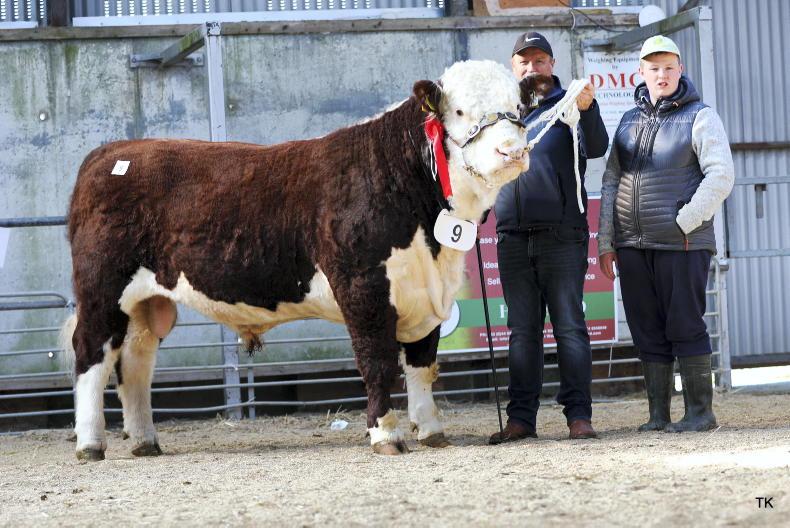 Hereford bulls reach €8,400 in mixed trade at autumn premier Hereford bulls reach €8,400 in mixed trade at autumn premier