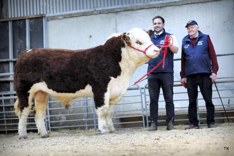 Hereford bulls reach €8,400 in mixed trade at autumn premier Hereford bulls reach €8,400 in mixed trade at autumn premier