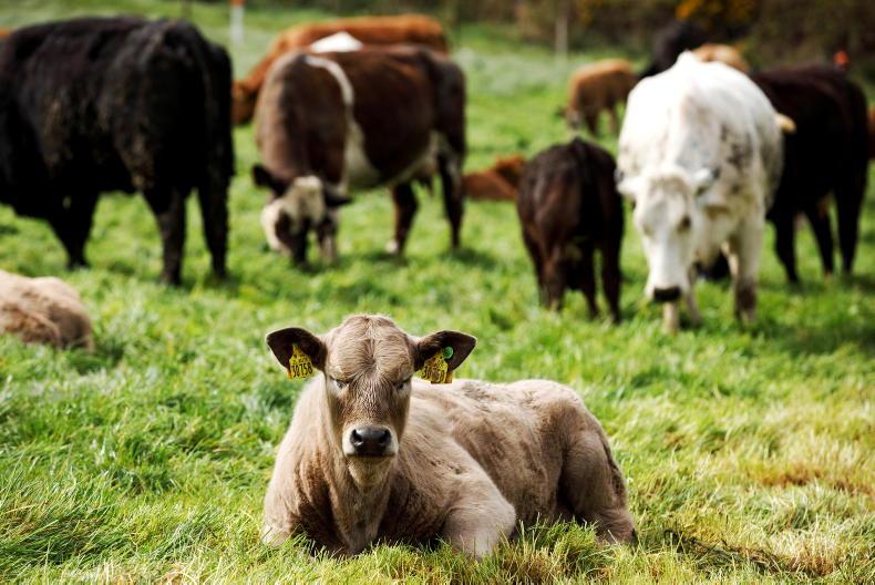 New CAP proposals would allow farm income supports to be set as low as €90/ha New CAP proposals would allow farm income supports to be set as low as €90/ha