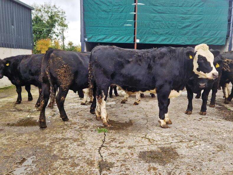 Higher-CBV cattle result in carcases 25kg heavier Higher-CBV cattle result in carcases 25kg heavier