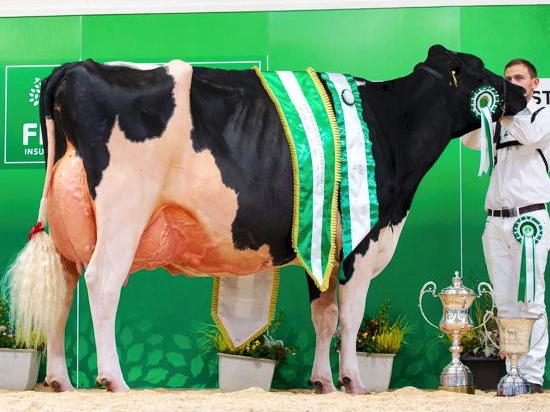 Fame makes history in Millstreet Fame makes history in Millstreet