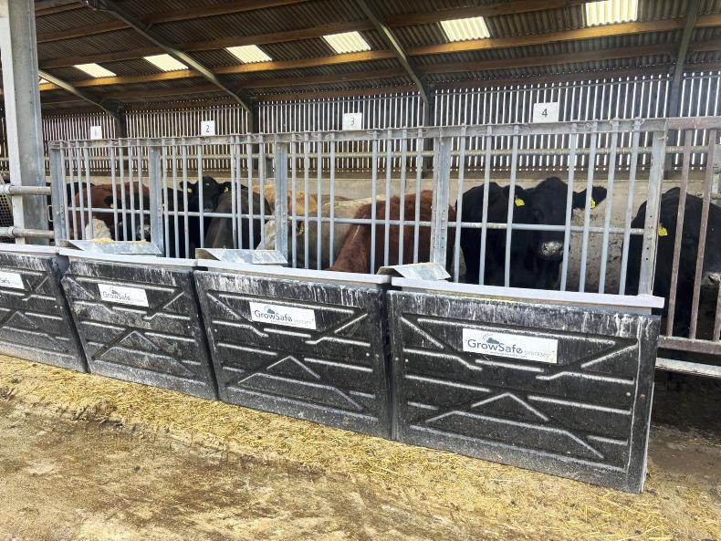 750-cow Scottish suckler farm measuring feed efficiency to drive profit 750-cow Scottish suckler farm measuring feed efficiency to drive profit