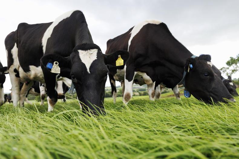 Drought exposed Irish grass-fed image may be fragile – Ornua CEO Drought exposed Irish grass-fed image may be fragile – Ornua CEO