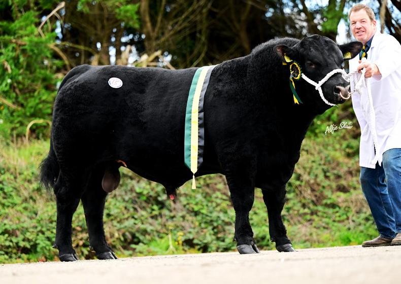 Limerick buyer takes home £5,800 Angus champion from Dungannon Mart Limerick buyer takes home £5,800 Angus champion from Dungannon Mart