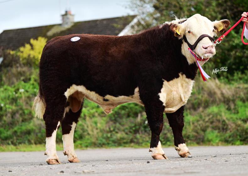 Limerick buyer takes home £5,800 Angus champion from Dungannon Mart Limerick buyer takes home £5,800 Angus champion from Dungannon Mart