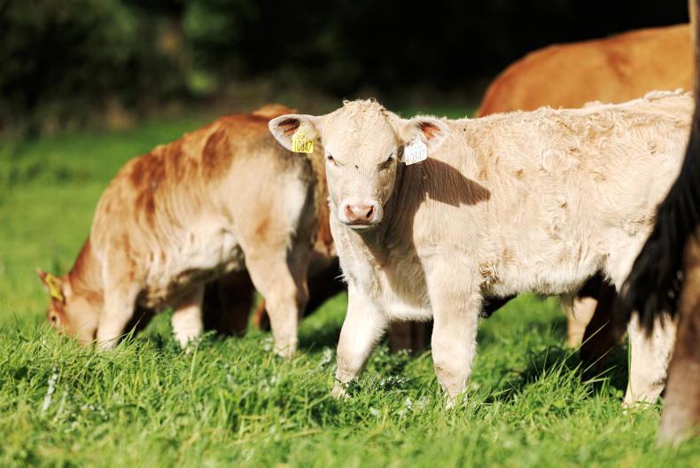 ICSA warns 24% CAP budget cut will devastate Irish beef and sheep farmers ICSA warns 24% CAP budget cut will devastate Irish beef and sheep farmers