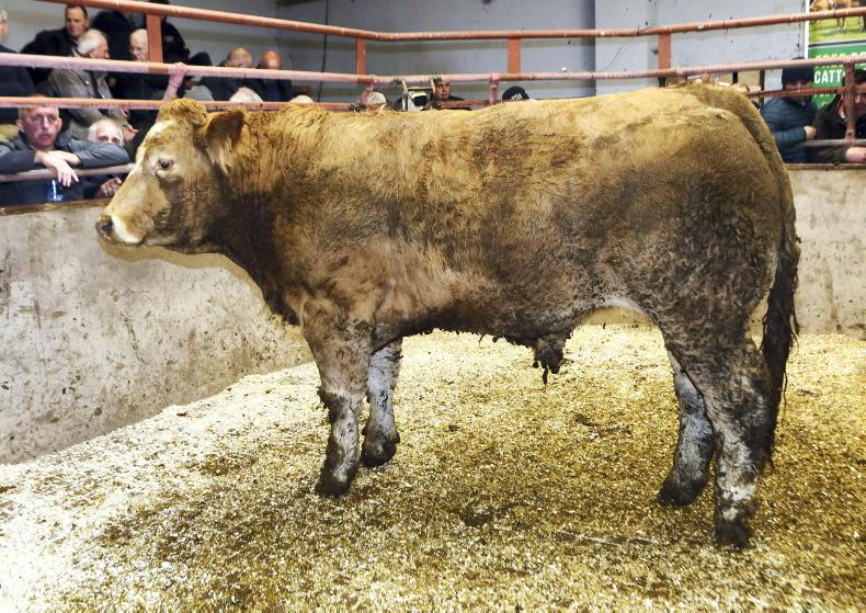 Sharp prices for bullocks at Clogher Sharp prices for bullocks at Clogher