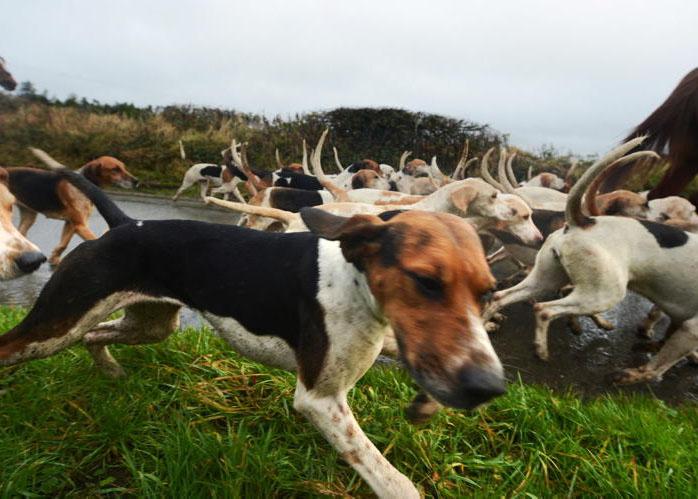 UFU oppose bill to ban hunting with dogs UFU oppose bill to ban hunting with dogs