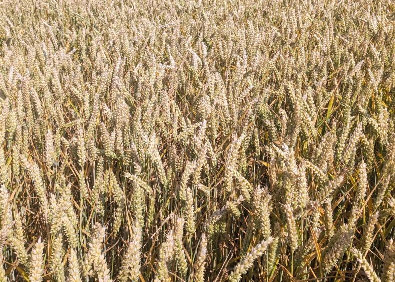 Building weather resilience on tillage farms Building weather resilience on tillage farms
