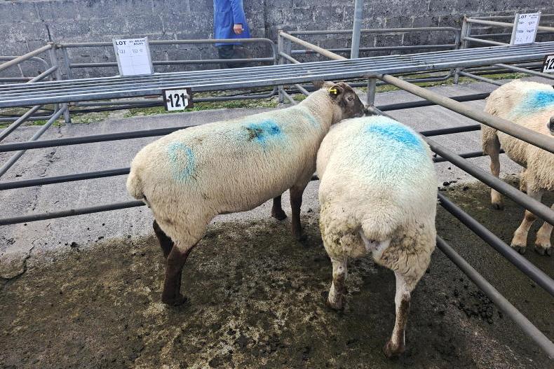 Sheep mart watch: boost for cull ewes as sheep trade remains unchanged Sheep mart watch: boost for cull ewes as sheep trade remains unchanged