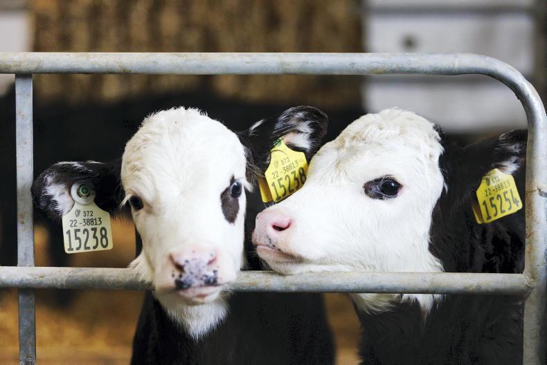Top 10 labour saving ideas for dairy farms: automatic calf feeder Top 10 labour saving ideas for dairy farms: automatic calf feeder