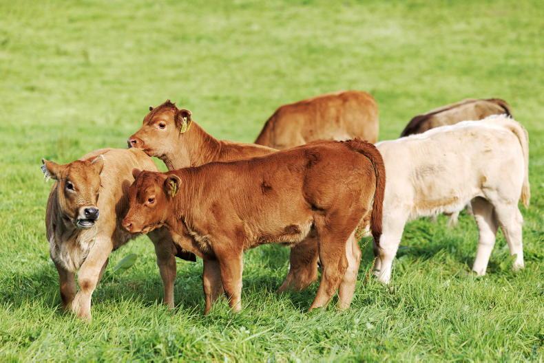 Grass+ Beef: is now the time to lime? Grass+ Beef: is now the time to lime?