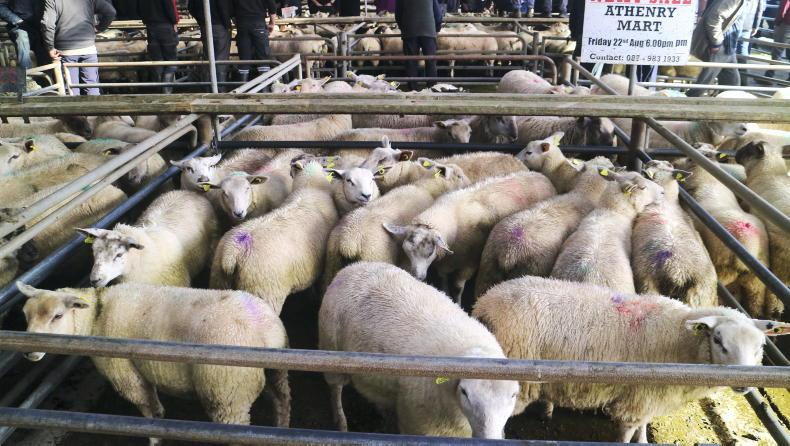 Store lambs sell upwards of €4/kg liveweight Store lambs sell upwards of €4/kg liveweight