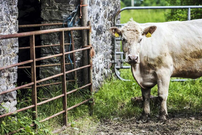 Farmers can apply for AIB loans from €25,000 to €3m under expanded scheme Farmers can apply for AIB loans from €25,000 to €3m under expanded scheme