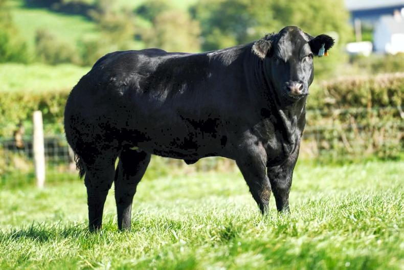 Corvalley Classie Lassies sale brings 45 in-calf and 68 maiden heifers to Elphin Corvalley Classie Lassies sale brings 45 in-calf and 68 maiden heifers to Elphin