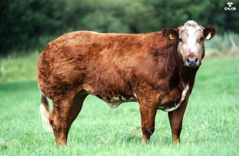 Corvalley Classie Lassies sale brings 45 in-calf and 68 maiden heifers to Elphin Corvalley Classie Lassies sale brings 45 in-calf and 68 maiden heifers to Elphin