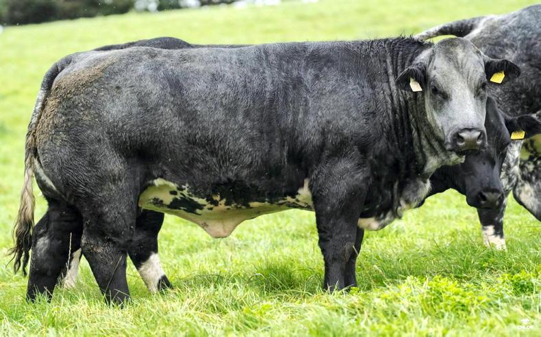 Corvalley Classie Lassies sale brings 45 in-calf and 68 maiden heifers to Elphin Corvalley Classie Lassies sale brings 45 in-calf and 68 maiden heifers to Elphin