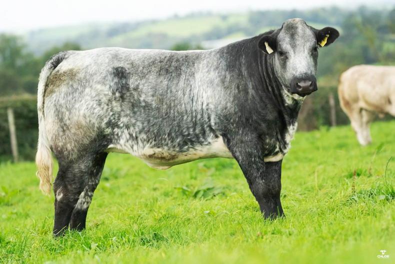 Corvalley Classie Lassies sale brings 45 in-calf and 68 maiden heifers to Elphin Corvalley Classie Lassies sale brings 45 in-calf and 68 maiden heifers to Elphin