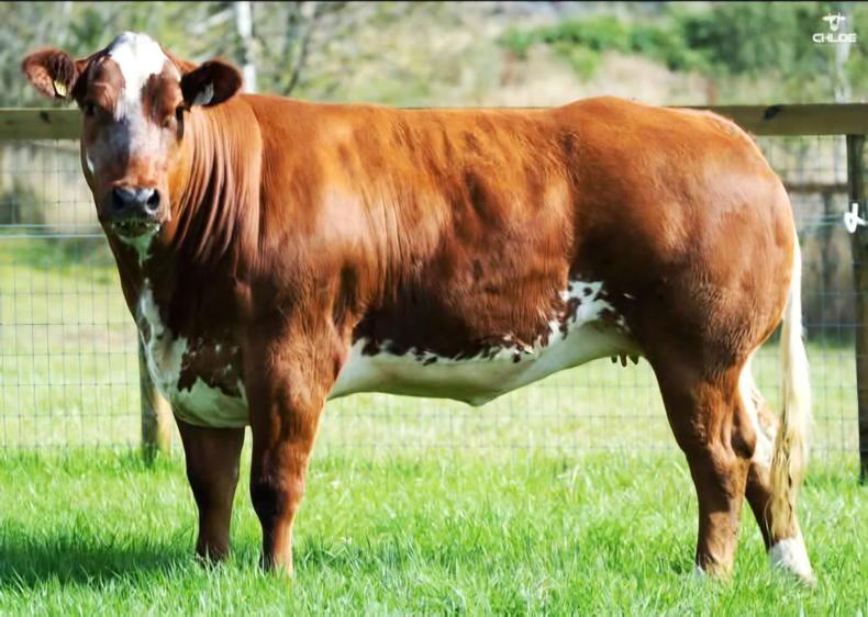 Corvalley Classie Lassies sale brings 45 in-calf and 68 maiden heifers to Elphin Corvalley Classie Lassies sale brings 45 in-calf and 68 maiden heifers to Elphin