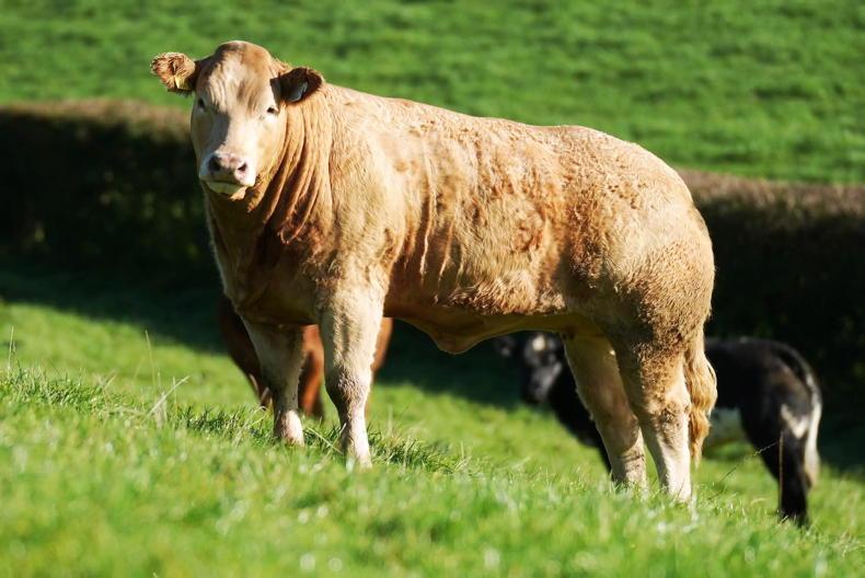 Corvalley Classie Lassies sale brings 45 in-calf and 68 maiden heifers to Elphin Corvalley Classie Lassies sale brings 45 in-calf and 68 maiden heifers to Elphin