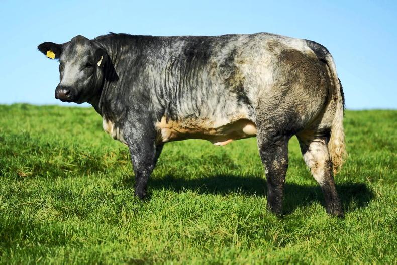Corvalley Classie Lassies sale brings 45 in-calf and 68 maiden heifers to Elphin Corvalley Classie Lassies sale brings 45 in-calf and 68 maiden heifers to Elphin