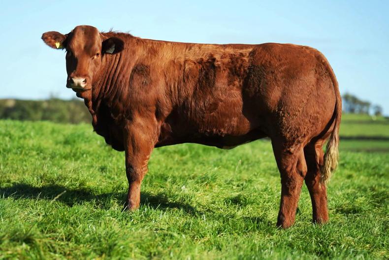 Corvalley Classie Lassies sale brings 45 in-calf and 68 maiden heifers to Elphin Corvalley Classie Lassies sale brings 45 in-calf and 68 maiden heifers to Elphin