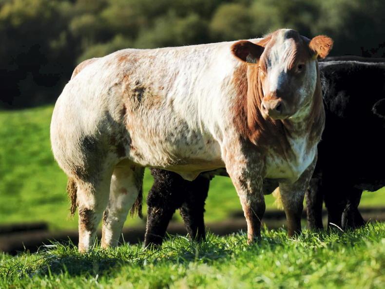 Corvalley Classie Lassies sale brings 45 in-calf and 68 maiden heifers to Elphin Corvalley Classie Lassies sale brings 45 in-calf and 68 maiden heifers to Elphin