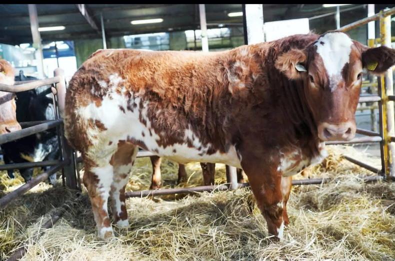 Watch: €13,500 mark hit twice at Corvalley Classie Lassies in Elphin Watch: €13,500 mark hit twice at Corvalley Classie Lassies in Elphin