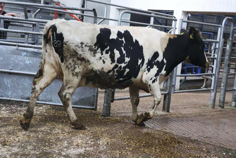 Sell or hold - the cull cow decision facing dairy farmers this autumn Sell or hold - the cull cow decision facing dairy farmers this autumn