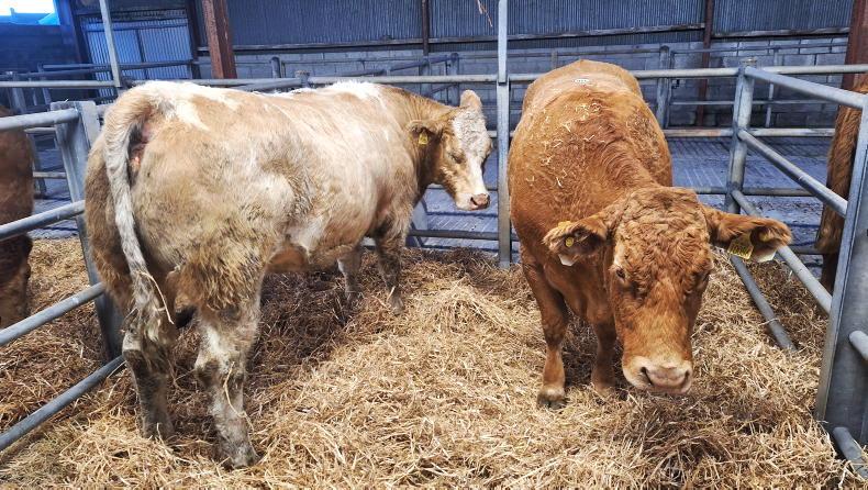 In pictures: average of €3,560 for in-calf heifers in Roscommon Mart In pictures: average of €3,560 for in-calf heifers in Roscommon Mart