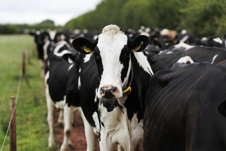 Agri jobs: manager needed for 500-cow dairy farm in Cork Agri jobs: manager needed for 500-cow dairy farm in Cork