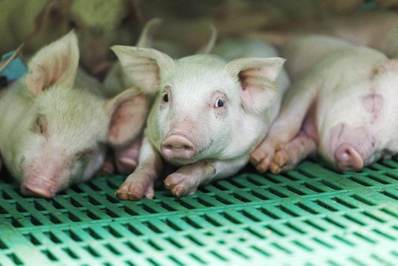 Pig farm building plans must heed looming EU rules Pig farm building plans must heed looming EU rules