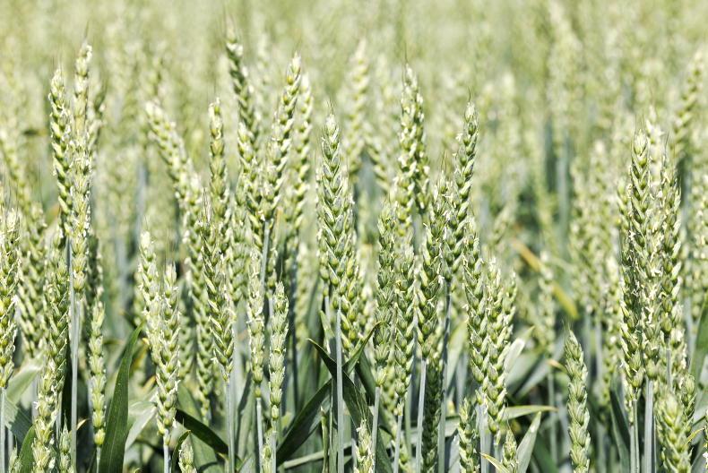 Australian researchers target soil legacy effects in plant breeding Australian researchers target soil legacy effects in plant breeding