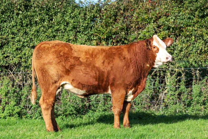 Excitement builds ahead of annual Tullamore Farm in-calf heifer sale Excitement builds ahead of annual Tullamore Farm in-calf heifer sale