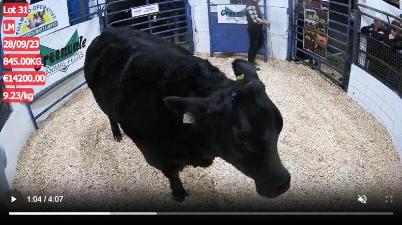 Watch: premium in-calf heifers average shy of €6,000 in Tuam Watch: premium in-calf heifers average shy of €6,000 in Tuam