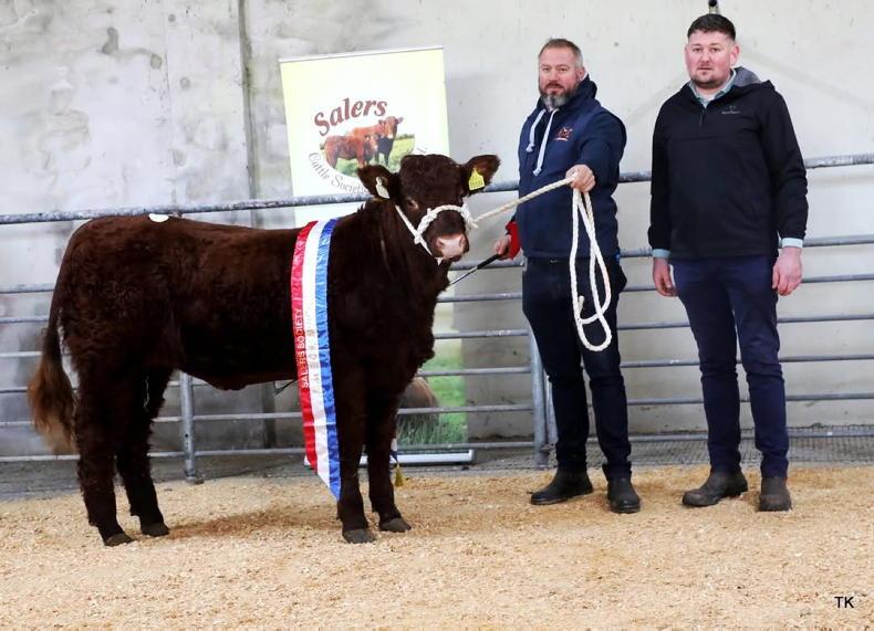 Donegal-bred Salers heifers achieve top prices in red-hot Gort sale Donegal-bred Salers heifers achieve top prices in red-hot Gort sale