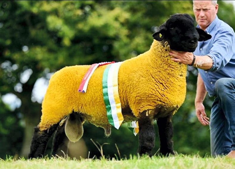 Looking ahead to the western stars' fifth annual in-lamb Suffolk female sale Looking ahead to the western stars' fifth annual in-lamb Suffolk female sale