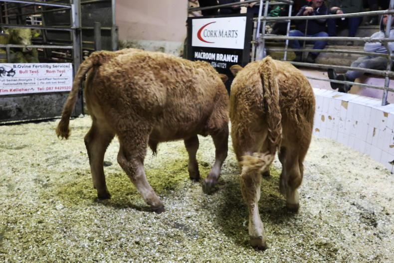 Camera at the Mart: numbers continue to flow to Macroom Camera at the Mart: numbers continue to flow to Macroom