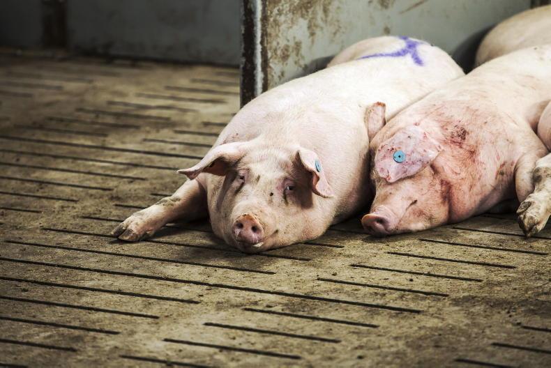 TB confirmed in pigs on nine farms in five counties TB confirmed in pigs on nine farms in five counties
