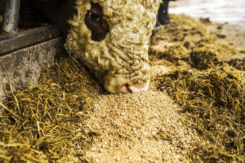 Winter feeding and health management central to animal performance Winter feeding and health management central to animal performance
