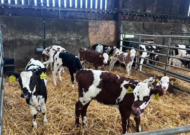 Autumn calving is off to a rapid start Autumn calving is off to a rapid start