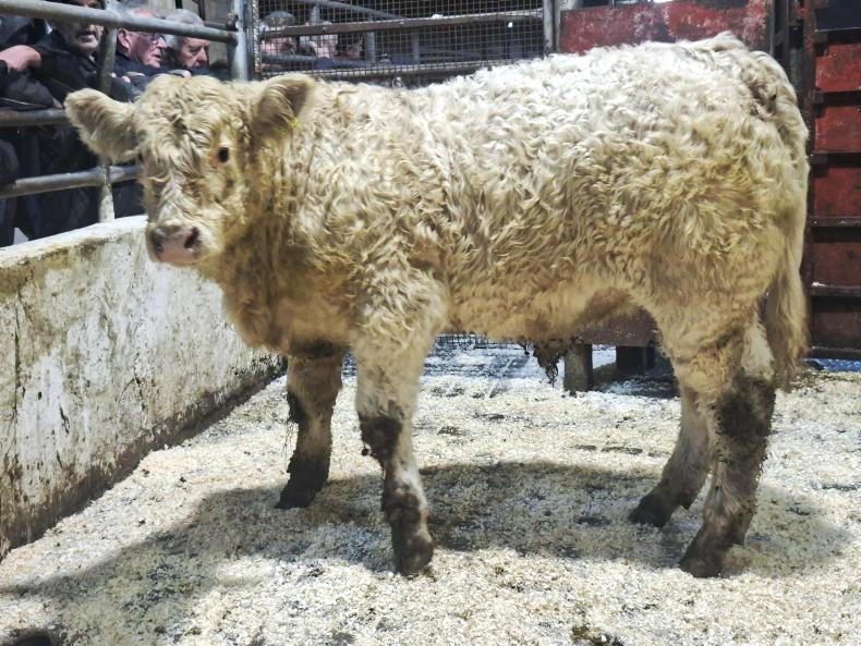 Camera at the Mart: full clearance in Drumshanbo Mart show and sale Camera at the Mart: full clearance in Drumshanbo Mart show and sale