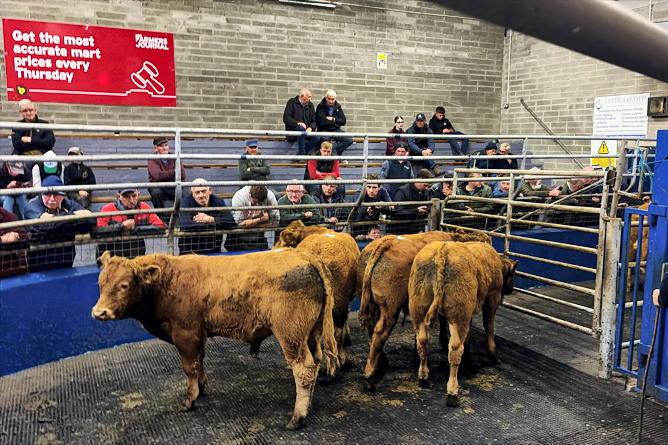 Camera at the Mart: bull weanlings dominate trade in Roscrea Camera at the Mart: bull weanlings dominate trade in Roscrea
