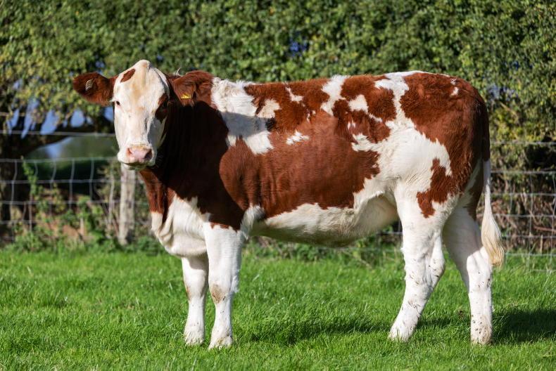 Beef management: calf weighing deadline and final days to spread FYM Beef management: calf weighing deadline and final days to spread FYM
