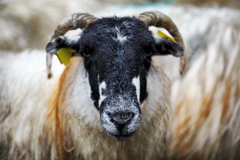 Sheep Management: liver fluke and high worm burdens in lambs Sheep Management: liver fluke and high worm burdens in lambs