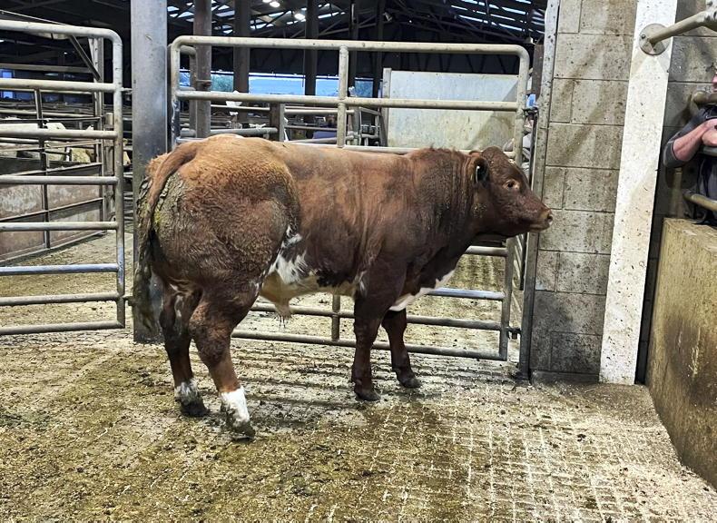 MartBids Database: weanling export numbers down on 2025 levels MartBids Database: weanling export numbers down on 2025 levels